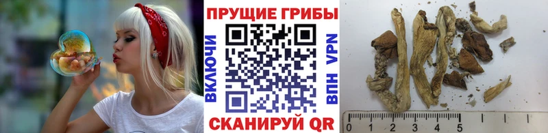 мега ССЫЛКА  Суджа  Галлюциногенные грибы GOLDEN TEACHER  где купить наркоту 